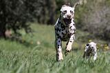 DALMATIEN 080